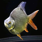 Short Body Tinfoil Barb 4"