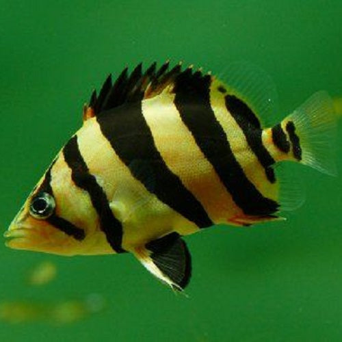 Siam Tiger Fish 5-6cm