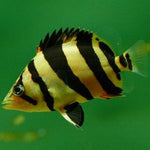 Siam Tiger Fish 5-6cm