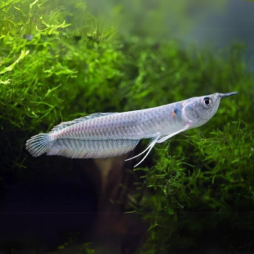 Silver Arowana 4-4.5"