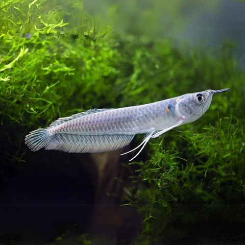 Silver Arowana 4-4.5