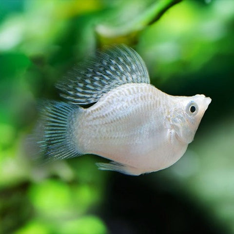 Snow Balloon Molly 3cm