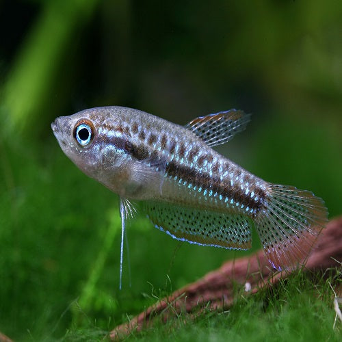Sparkling Pygmy Gourami 2.5-3cm