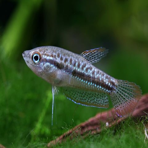 Sparkling Pygmy Gourami 2.5-3cm