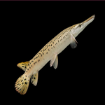 Spatula Gar 5.5-6"