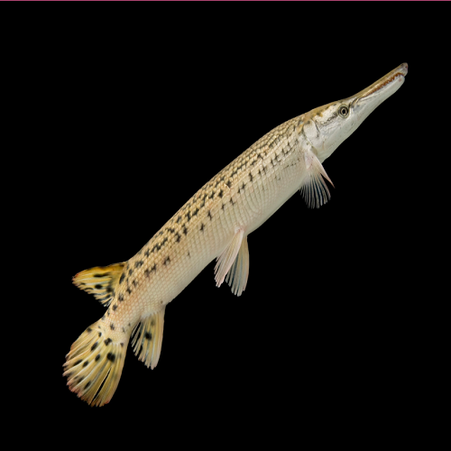 Spatula Gar 5.5-6"