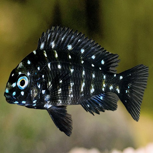 Spotted Duboisi 3cm