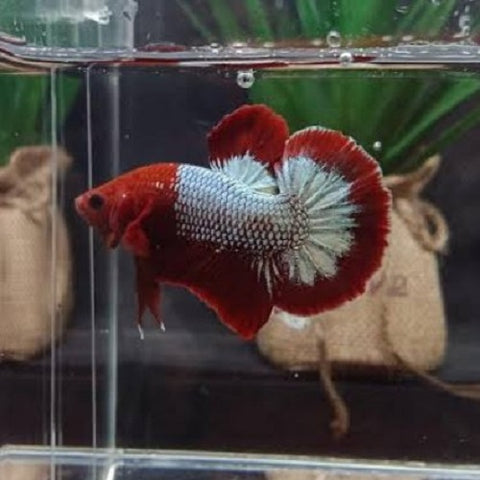 Star Tail Plakat Bettas