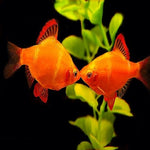Starfire Red Eye Albino Barb 2.5cm