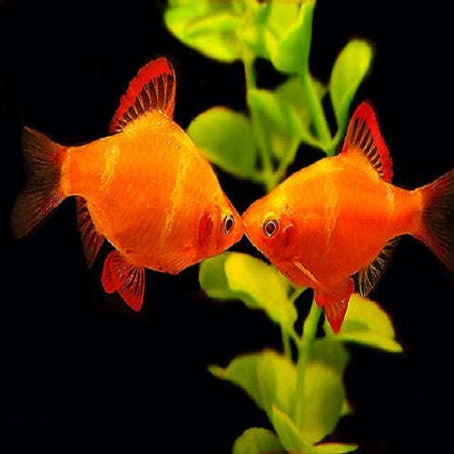 Starfire Red Eye Albino Barb 2.5cm