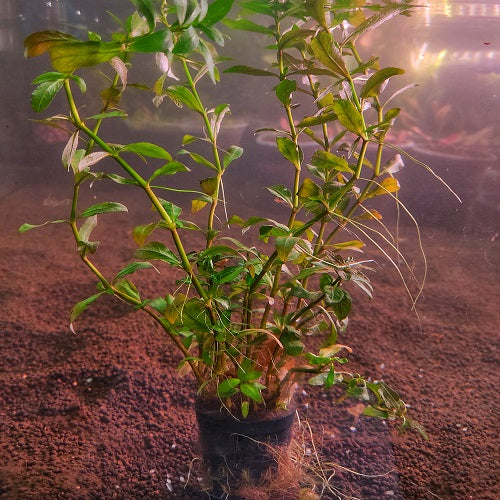 Staurogyne Repens - Pot