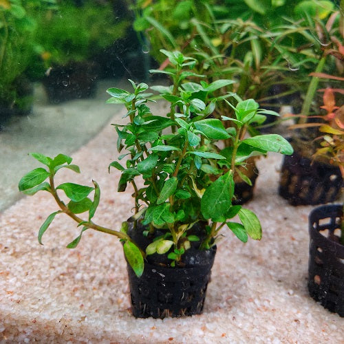 Staurogyne Repens - Pot
