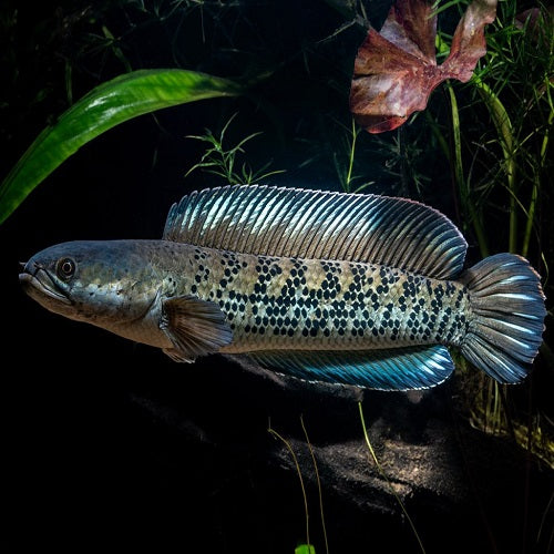 Stewartii Channa 5-7"