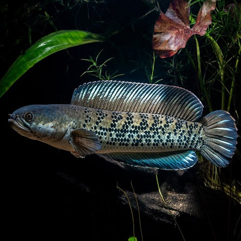 Stewartii Channa 5-7