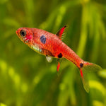 Strawberry Rasbora 1.8cm