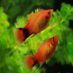 Sunrise Platy 3-3.5cm