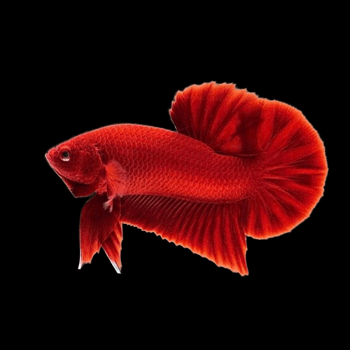 Red Plakat Bettas