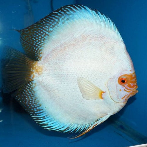 Super White Butterfly Discus 2.5"