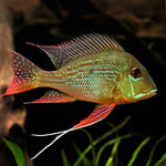 Surinamensis Geophagus 4cm