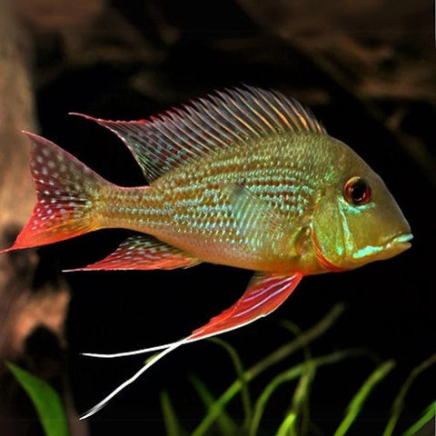 Surinamensis Geophagus 4cm