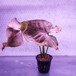 Syngonium Pink Schott - Pot