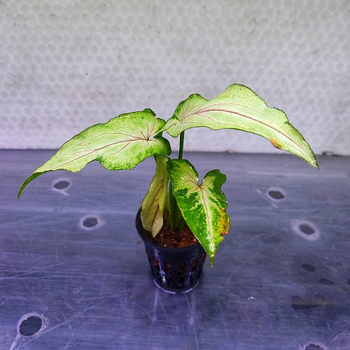Syngonium 'Cream Allusion' - Pot