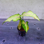 Syngonium 'Cream Allusion' - Pot