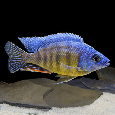 Taiwan Reef Cichlid 2-2.5
