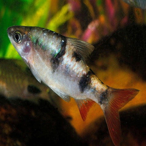 Tambraparniei Barb 2-2.5