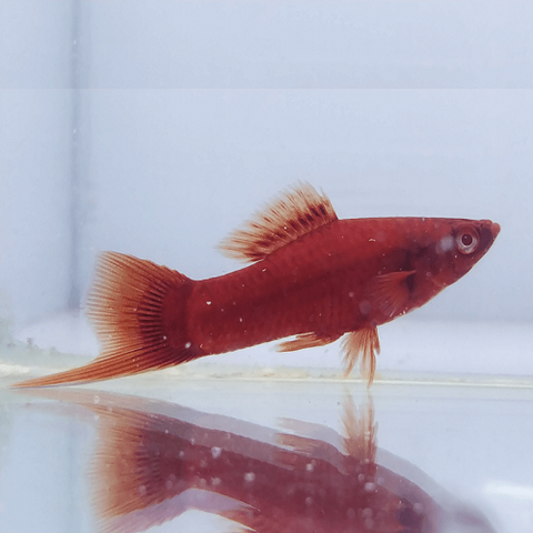 Tangerine Swordtail 4-4.5cm