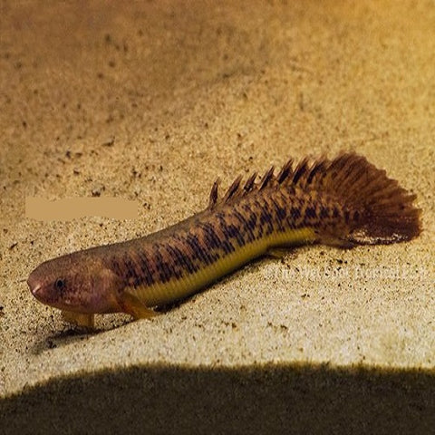 Teugelsi Bichir 3.5-4