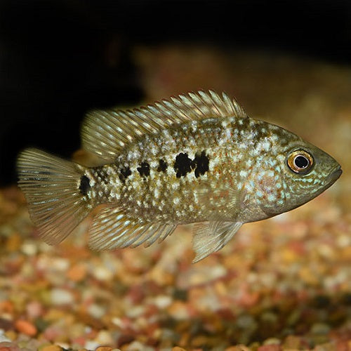 Texas Cichlid 3"
