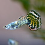 Tiger Guppy Male