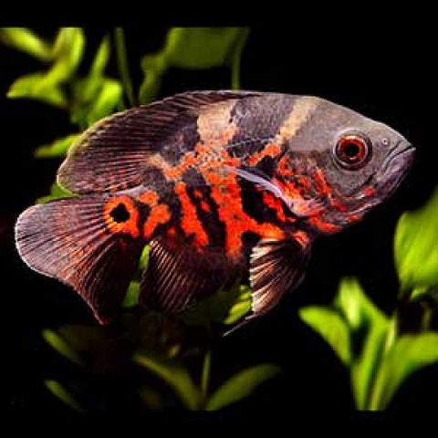 Tiger Oscar 2.5-2.75