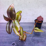Tradescantia (Wandering Jew - Purple ) - Pot