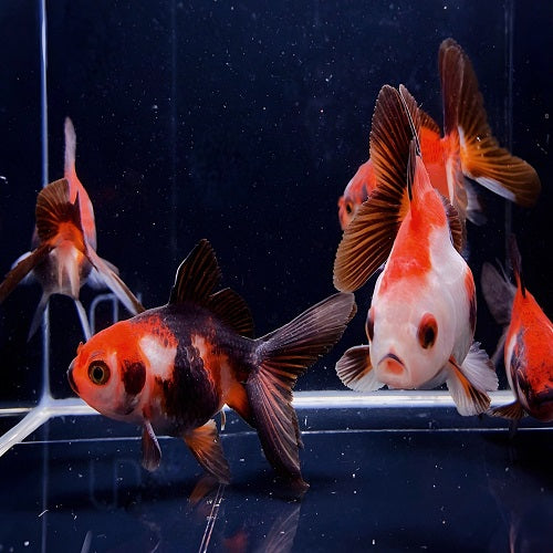 Tri Color Goldfish 7-8cm
