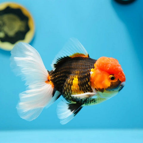 Tricolor Oranda 8-9cm IMP