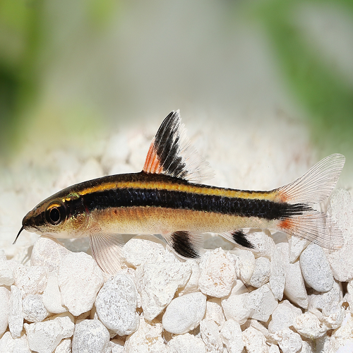 True Flying Fox 4cm