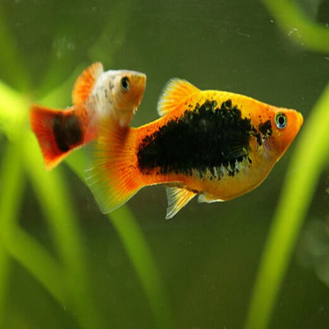 Tuxedo Platy 3-4cm