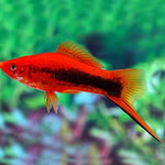 Tuxedo Swordtail 4-5cm