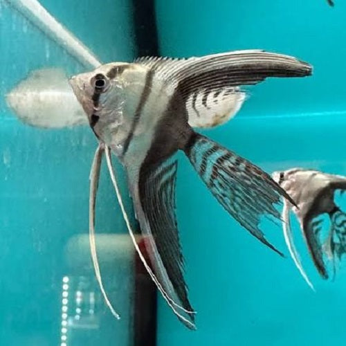 Tuxedo Veiltail Angel 4-4.5''