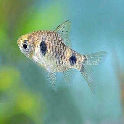 Two Spotted Barb 2.5cm