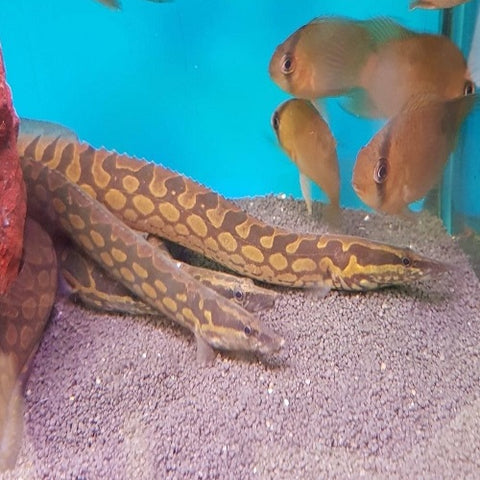 Tyre Track Eel 6-7cm