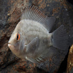 Uaru Cichlid 1"