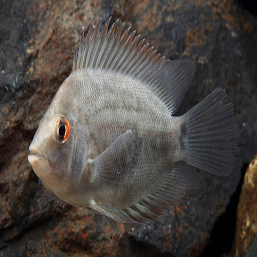 Uaru Cichlid 1"
