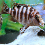 Placidochromis Milimo Cichlid 1.5" IMP