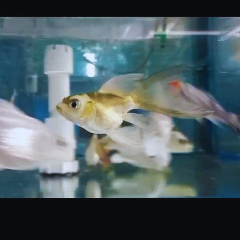 Platinum Balloon Butterfly Panda Koi 7-9cm