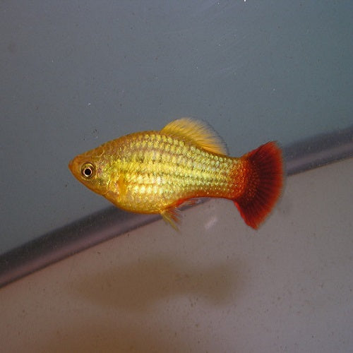 Variatus Platy 3-3.5cm