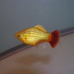 Variatus Platy 3-3.5cm