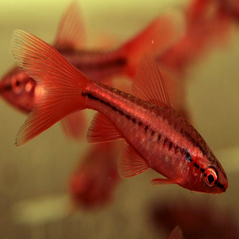 Veiltail Cherry Barb 2cm